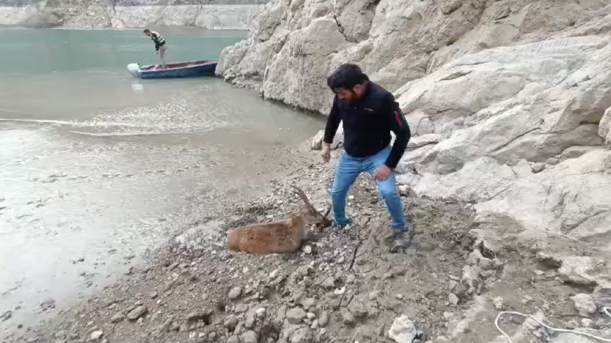 Erzincan’da balçığa saplanan dağ keçisini kurtardılar